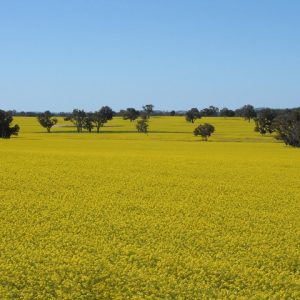 canola2 canola